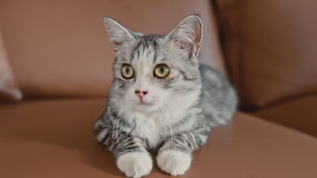 Clean Box Arenero Inteligente con autolimpieza