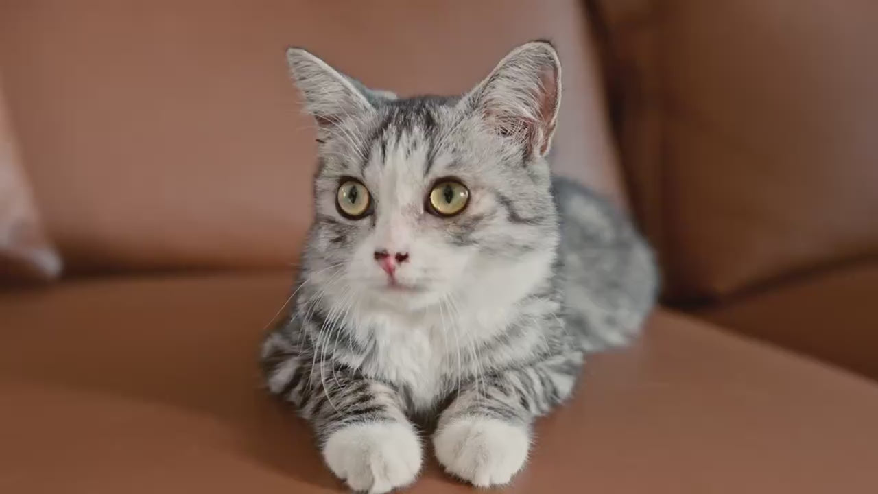 Clean Box Arenero Inteligente con autolimpieza