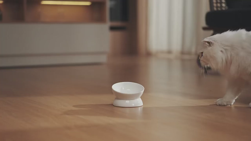 Feed Cam Comedero Automático con Cámara HD y Control por App